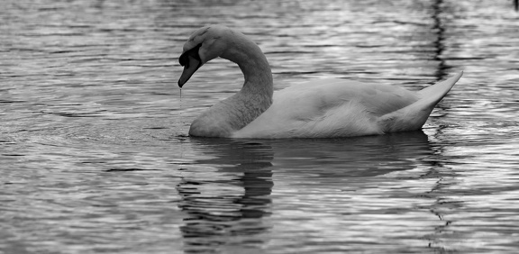 Cygne n b