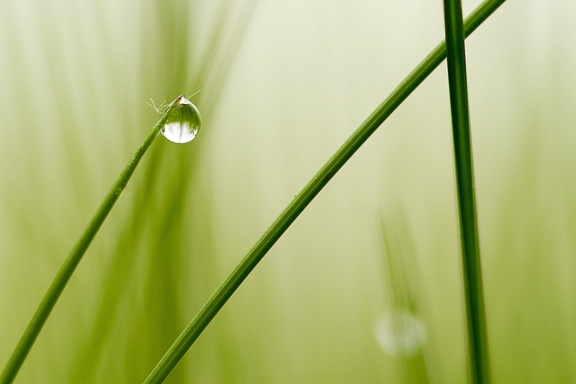 Goutte de vie