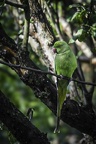 Conure veuve l'invasive