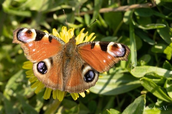 Papillon Jean-Luc