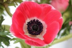 AnemoneSM