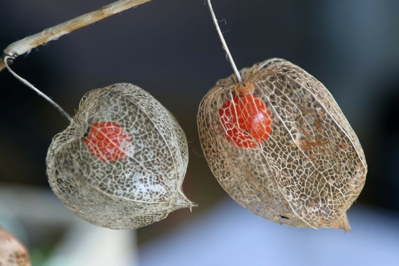 Lanterne chinoise2CM