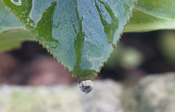 Tout mene a la goutte