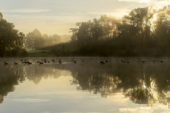 Des oies sous rayons