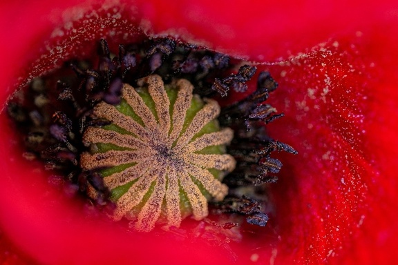 BON OEIL -DSC 0144