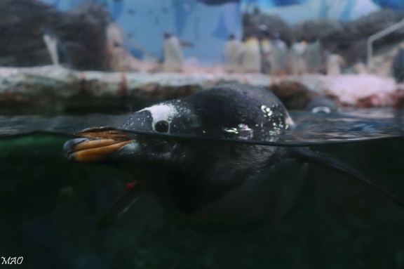 Mes copains puis moi